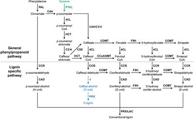 Frontiers | Regulation Of Lignin Biosynthesis And Its Role In Growth ...